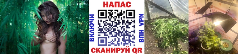 дарнет шоп  Малаховка  Бошки Шишки тримм 